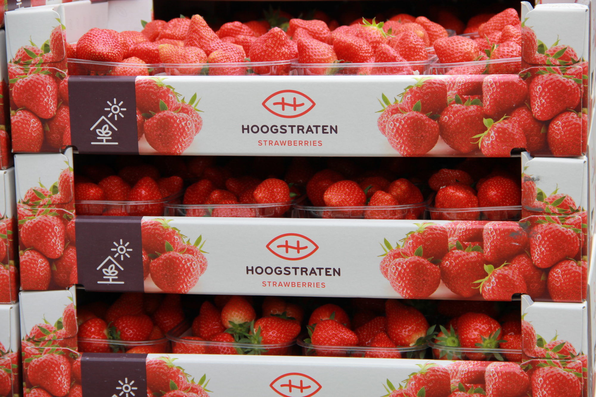 Hoogstraten aardbeien