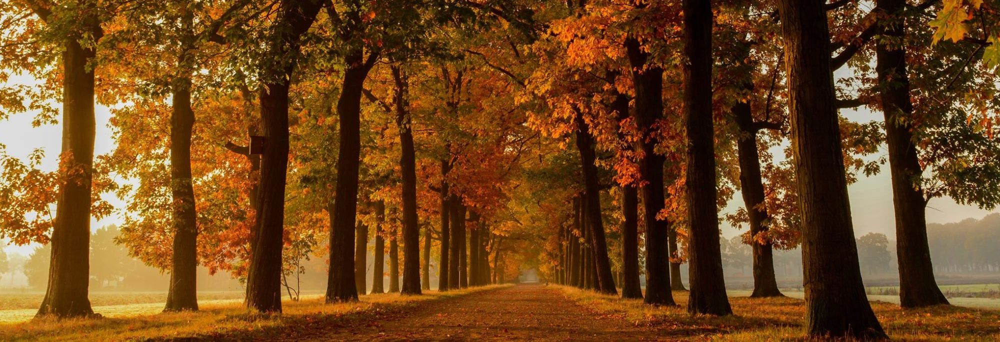 Omslagfoto herfst