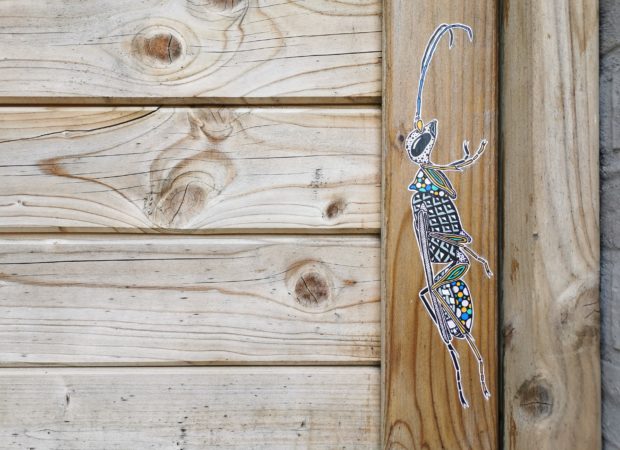 Op insectenjacht met Pol Cosmo