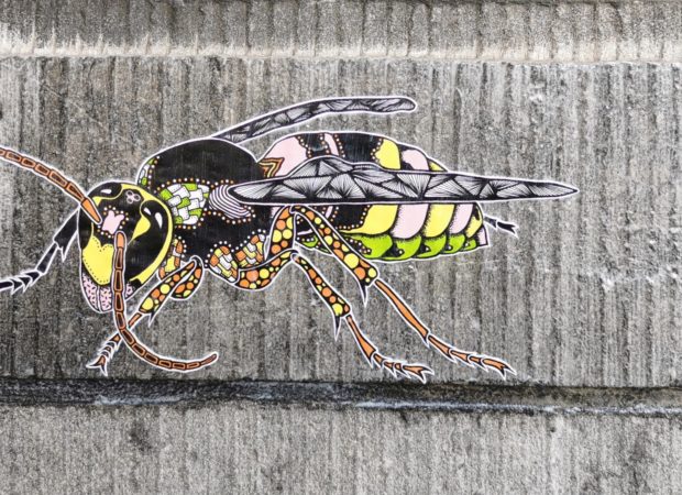 Op insectenjacht met Pol Cosmo