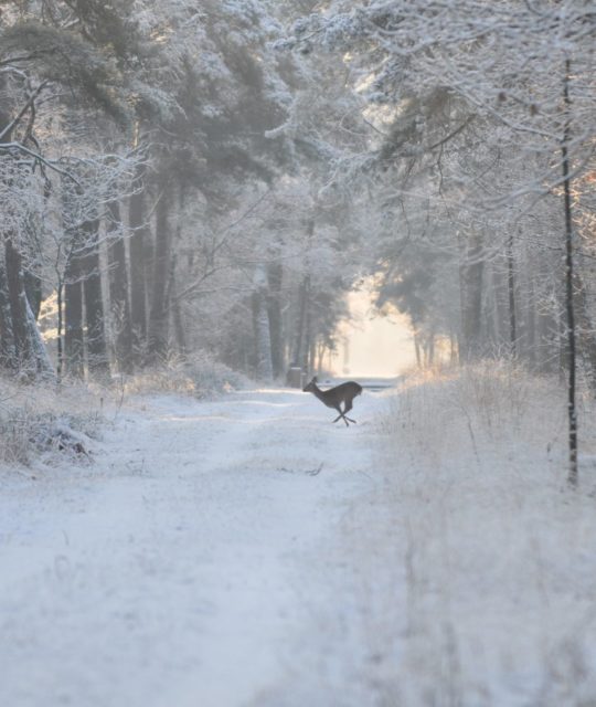 Top drie mooiste winterwandelingen