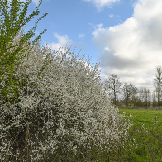 Ashputten Meer