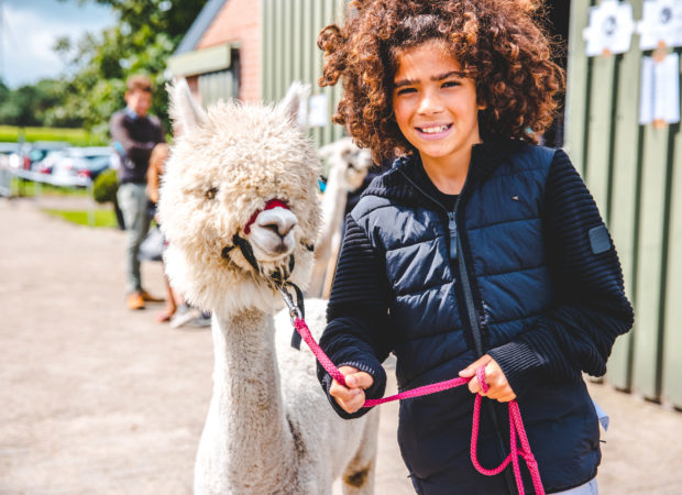 Epic Alpaca Farm Hoogstraten