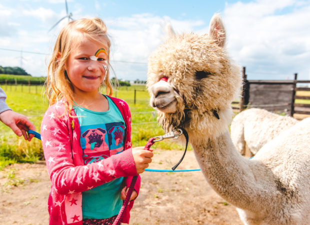 Epic Alpaca Farm Hoogstraten
