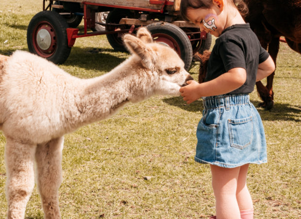 Epic Alpaca Farm Hoogstraten