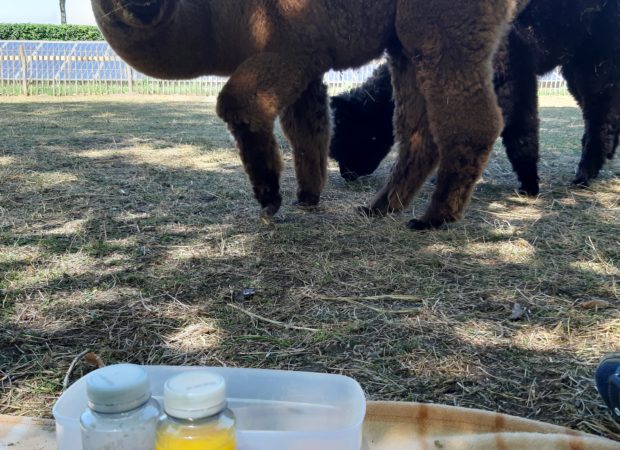 Ontbijten bij Alpaca's