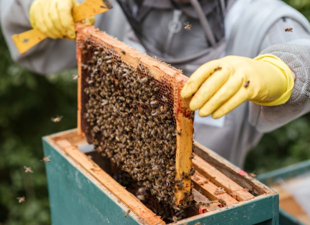 Bijenfietsroute Hoogstraten