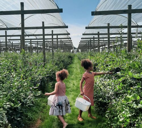 Zelfplukdagen Kids del Mundo