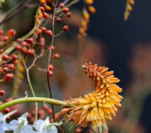 Fotowedstrijd Hoogstraten in groenten en bloemen